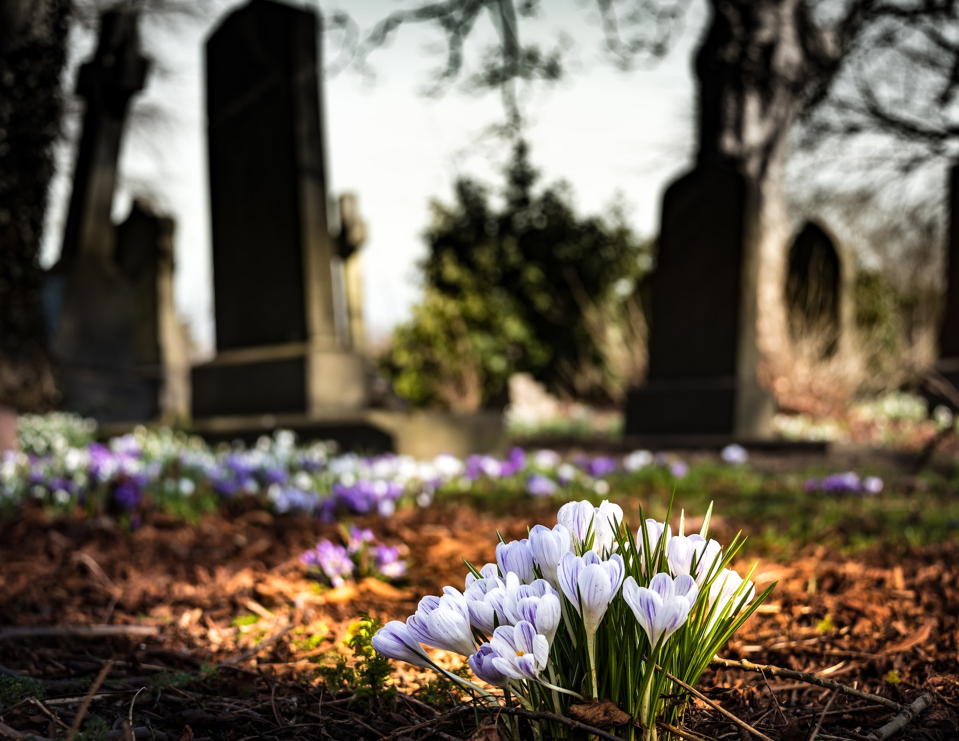 Le cimetière
